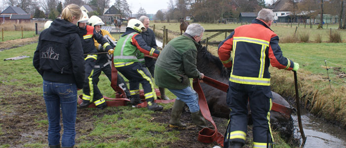 paard in sloot